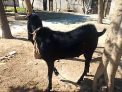 nagri goat age 14 month for sale 03044005004