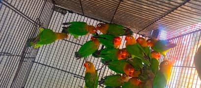 Love Bird ready to breed pair for sale