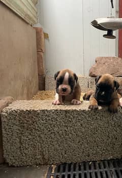 Pure Boxer Pedigree Puppies Available