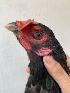 Thai Burmi madi black eyes hen