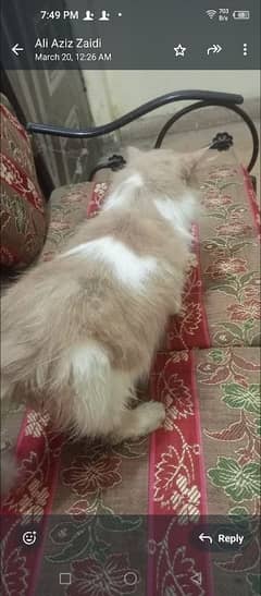 3 Persian cat