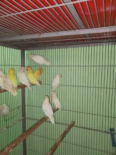 COLOR LOVE BIRD BREEDER PAIRS AVAILABLE