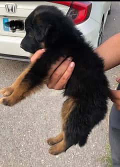 German Shepherd double coat Puppy/ gsd