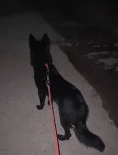 Black German shepherd 8 months old female puppy near on first heat