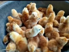 Golden misri chicks 0346-2554298