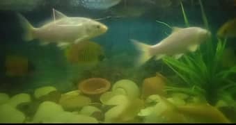 Fishes For Sale. . (Healthy and Active)