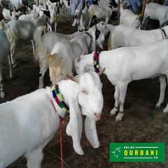 Sindhi bakra for sale