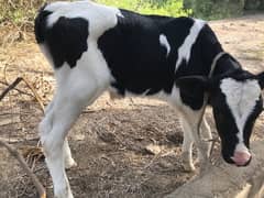 cow