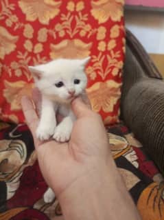 turkish kittens