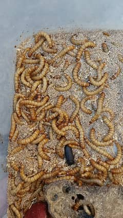 meal worms