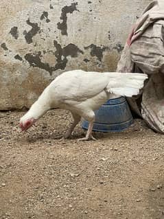 Aseel Hera Paper White Hens