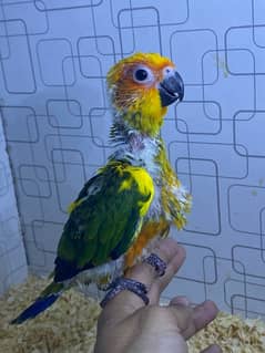 Sunconure