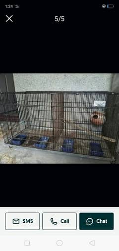 all parrots for sale