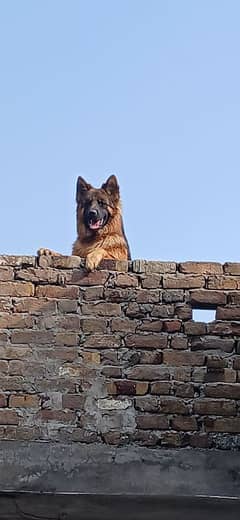 german shepherd long coat puppy