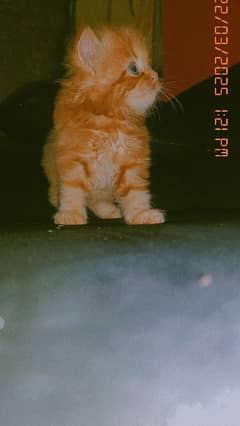 pure Persian kittens for sale /0300/8417802/