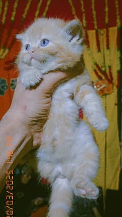 pure Persian kittens for sale /0300/8417802/