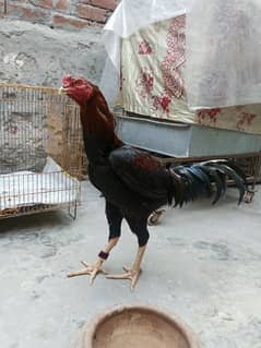 pure Pakistani bird