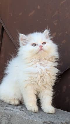 persian kitten triple coat