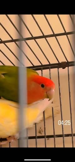 2 lovebird 2 iron cages with wood box n five eg