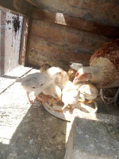 lakha aseel chicks available only 500 piece