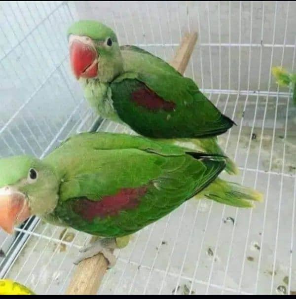 raw parrot chicks available 0/3/4/555/45/0/44 0