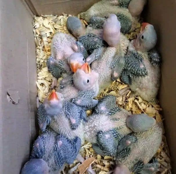 raw parrot chicks available 0/3/4/555/45/0/44 2