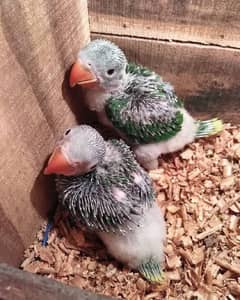 Raw parrots chicks