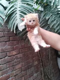 Persian kittens available for sale triple caoted