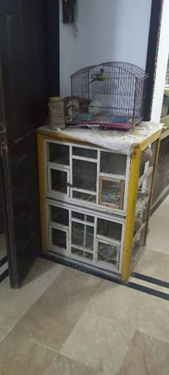 parrot for sale(astrelion)