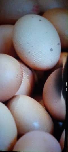 Muscovy duck eggs