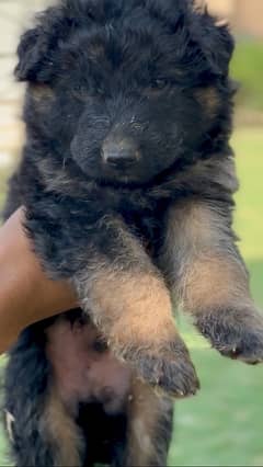 GERMAN SHEPHERD PUPPIES