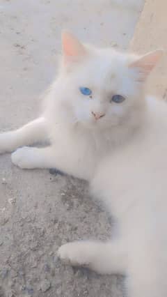 perison male cat age 5 months odd eyes 11k price 03160901138 WhatsApp