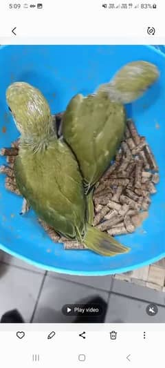 Ringneck Parrot Chick