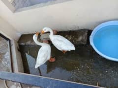 breeder pair of white ducks for sale