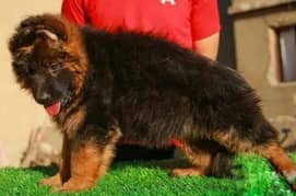 German Shepherd Long Hair Tripple Coated Pedigree puppies 2 months