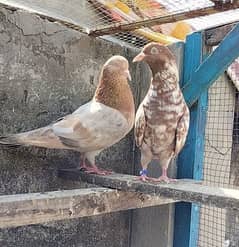 Indian surkha pair