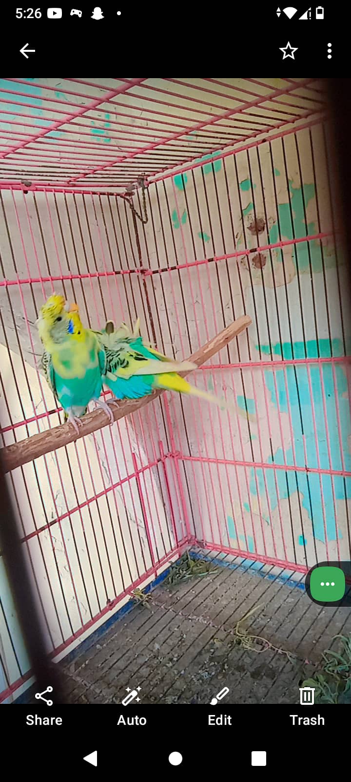 Dominant pied double flower hogoromo only female 0