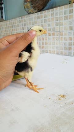 100% Pure King Shamo Chick's Available