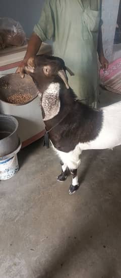 goat for sale 75000