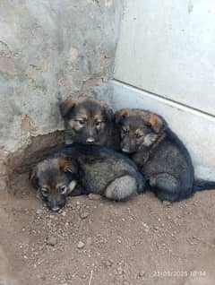 45 days old German shefferred pups are for sale