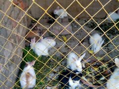 Rabbits for sale