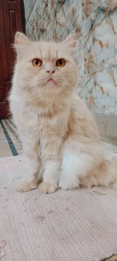 Persian Female Cat