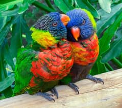 Australian Parrot Breeder Pair only RS. 1499