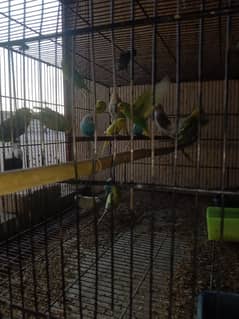 Healthy or active parrots