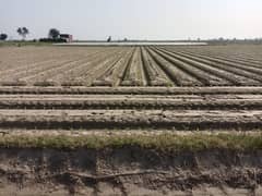 Agriculture land for sale Kasur