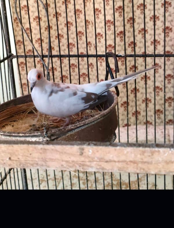 Diamond pied 4