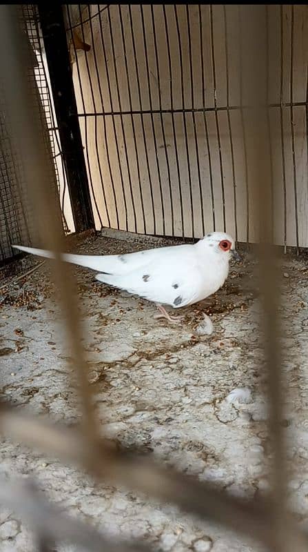 Diamond pied 5