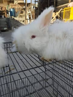 angora rabbit baby pair