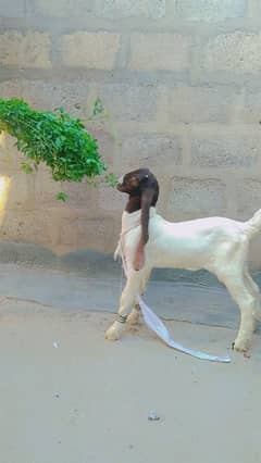 bakri