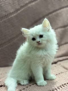 pursian kitten